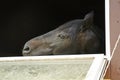 Horse in a stable window in the village Vladykino in Russia