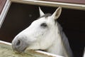 Horse in a stable window in the village Vladykino in Russia