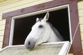 Horse in a stable window in the village Vladykino in Russia