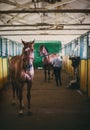 Horse in the stables preparing for races Royalty Free Stock Photo