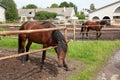 Horse in stabling