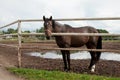 Horse in stabling