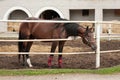 Horse in stabling