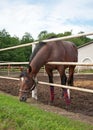 Horse in stabling Royalty Free Stock Photo