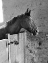 Horse in stall