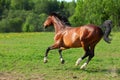 Horse stallion galloping in the field