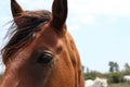 Horse Stallion Portrait On Sky Backgroun