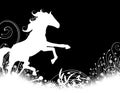 Horse Stallion Silhouette Royalty Free Stock Photo