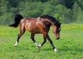 Horse stallion trotting in the field