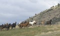 Horse stampede Royalty Free Stock Photo