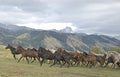 Horse stampede Royalty Free Stock Photo