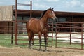 Horse standing Royalty Free Stock Photo