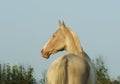 Horse standing against the gray sky