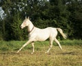 Horse standing on a background of green trees
