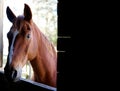 Horse standing at barn stall door looking in.