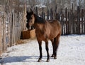 The horse, standing in the corral