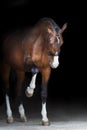 Horse on black background Royalty Free Stock Photo