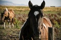 Horse Standing by the Fence Royalty Free Stock Photo