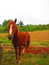 Horse Royalty Free Stock Photo