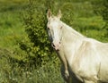 horse standing in a field on the green grass Royalty Free Stock Photo