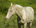 horse standing in a field on the green grass Royalty Free Stock Photo