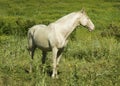 horse standing in a field on the green grass Royalty Free Stock Photo