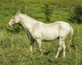 Horse standing in a field on the green grass Royalty Free Stock Photo