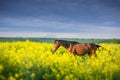 Horse standing in flowers Royalty Free Stock Photo