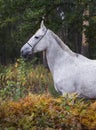 Horse standing in the forest on the green grass near the trees