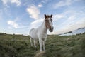Horse standing in a grassland water meadow