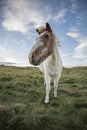 Horse standing in a grassland water meadow