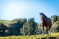 A horse standing in a green filed