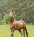 horse standing in the green forest on fresh grass