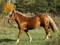 horse standing on green grass against a background of autumn forest Royalty Free Stock Photo
