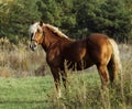 Horse standing on green grass against a background of autumn forest Royalty Free Stock Photo