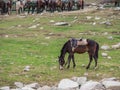 The horse standing on the green grass field in Kashmir , India Royalty Free Stock Photo