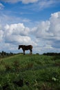 Brown horse standing alone. Royalty Free Stock Photo