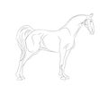 horse standing, lines, vector Royalty Free Stock Photo