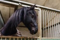 Horse in manege stable