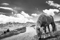 Horse standing near trail