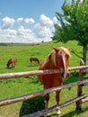 The horse is standing near a wooden fence. Brown horses graze on a green meadow. Horses eat grass in the field. Vertical Royalty Free Stock Photo