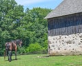 Horse Looking Behind with a Stone and Wood Barn