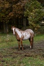 Horse standing in a pastured