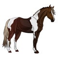 The horse is standing upright. Realistic color Royalty Free Stock Photo