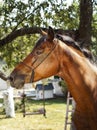 Horse stands on a background of green leaves