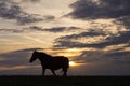 Horse stands on the crest of a grassy hilltop as the sunset