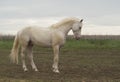 horse stands on the field on a background gray sky