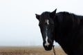 the horse stands in the fog and looks into the lens