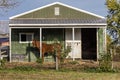 Horse stands in front of green barn, backroads of Virginia, October 26, 2016 Royalty Free Stock Photo