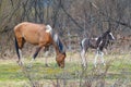 Horse stands with a small teenage foal in a spring meadow, grazing and eating fresh grass Royalty Free Stock Photo